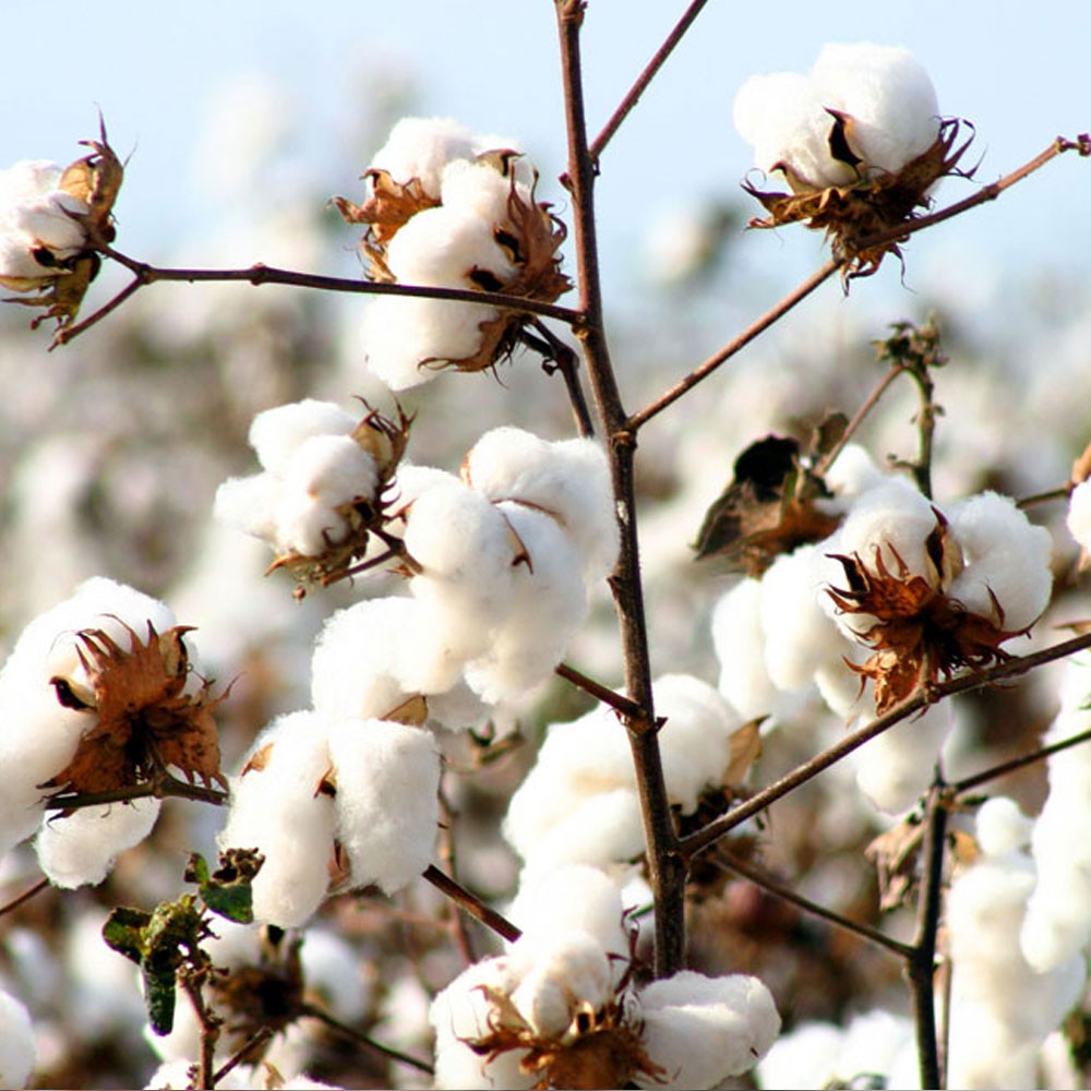 Cotton Cotton